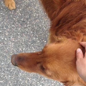 Meet your Posher, Sadie